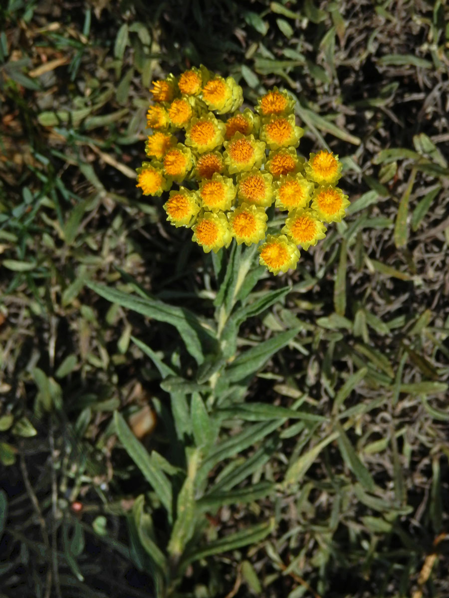 Smil (Helichrysum plicatum DC.)