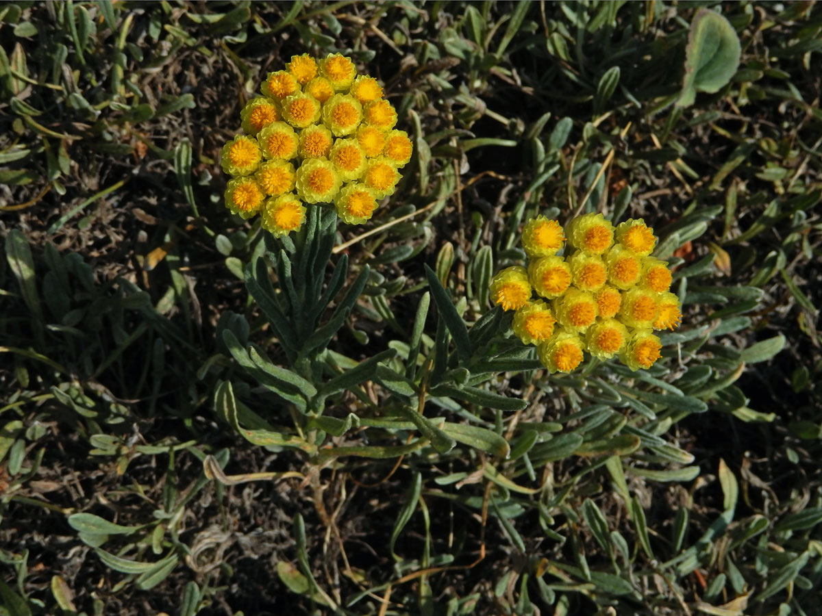 Smil (Helichrysum plicatum DC.)