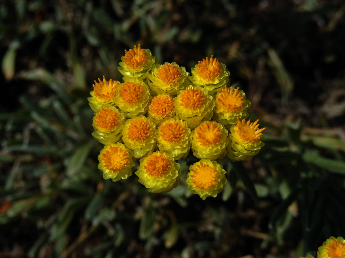 Smil (Helichrysum plicatum DC.)