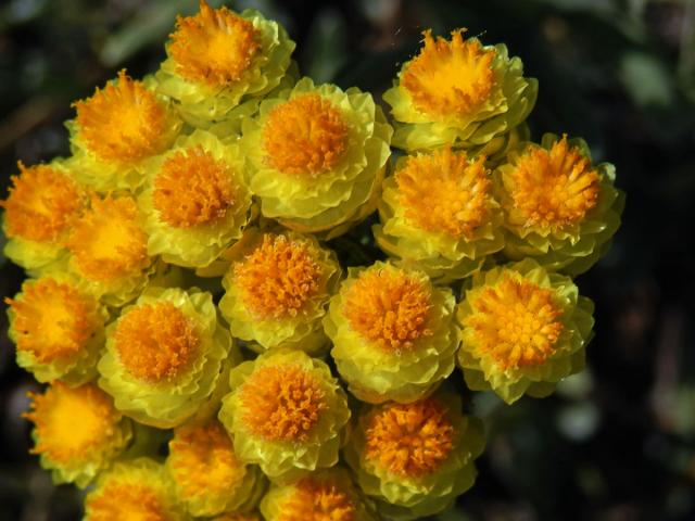 Smil (Helichrysum plicatum DC.)