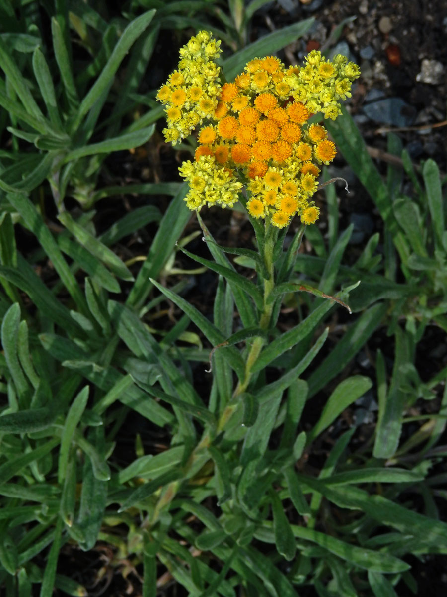 Smil písečný (Helichrysum arenarium (L.) Moench)