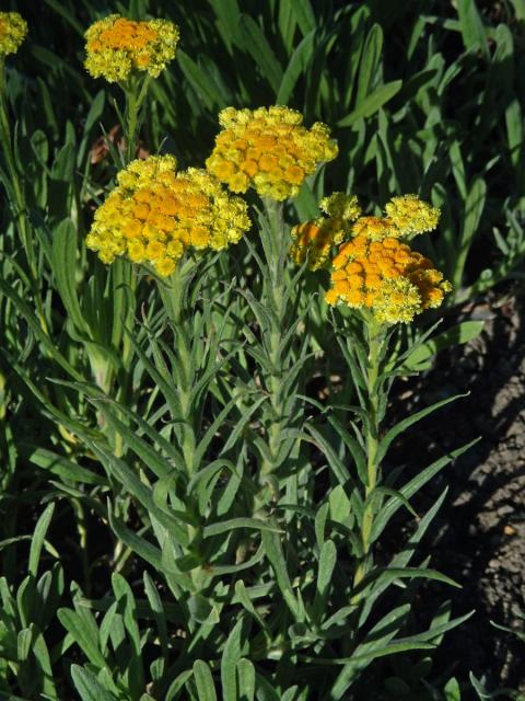 Smil písečný (Helichrysum arenarium (L.) Moench)