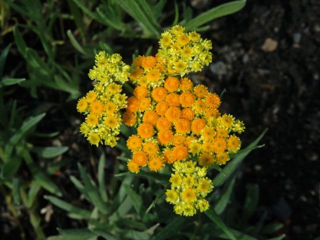 Smil písečný (Helichrysum arenarium (L.) Moench)