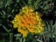 Smil písečný (Helichrysum arenarium (L.) Moench)