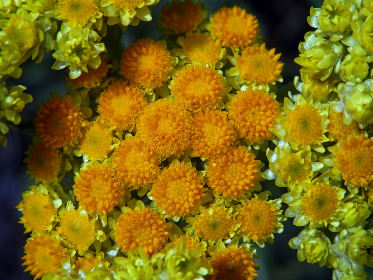 Smil písečný (Helichrysum arenarium (L.) Moench)