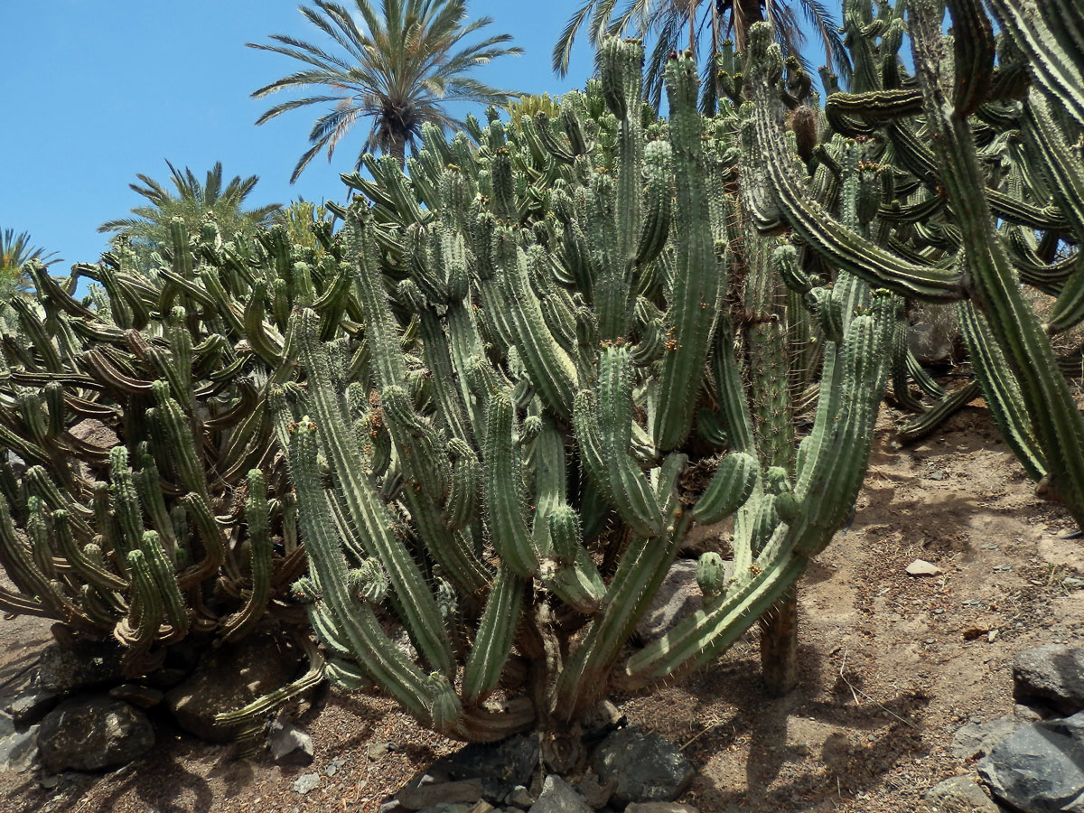 Polaskia chichipe (Gosselin) Backeb.