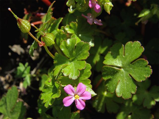 Kakost lesklý (Geranium lucidum L.)