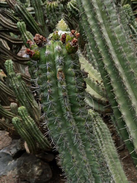 Polaskia chichipe (Gosselin) Backeb.