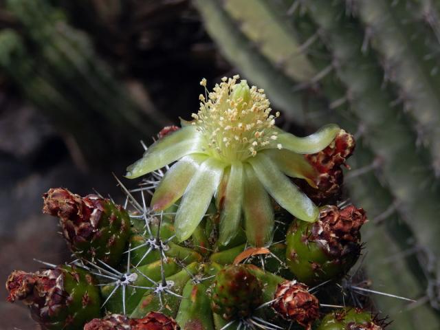 Polaskia chichipe (Gosselin) Backeb.