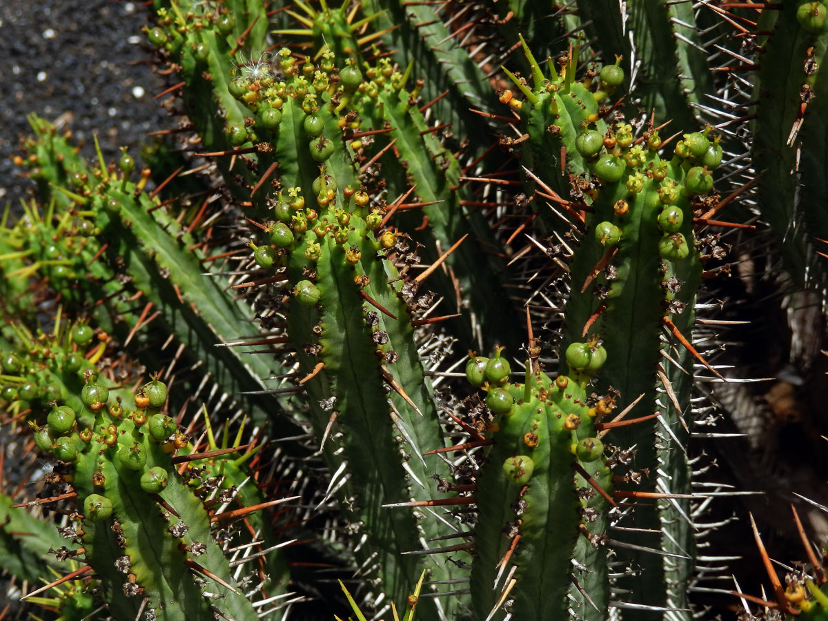 6_Pryšcovité: Pryšec (Euphorbia)