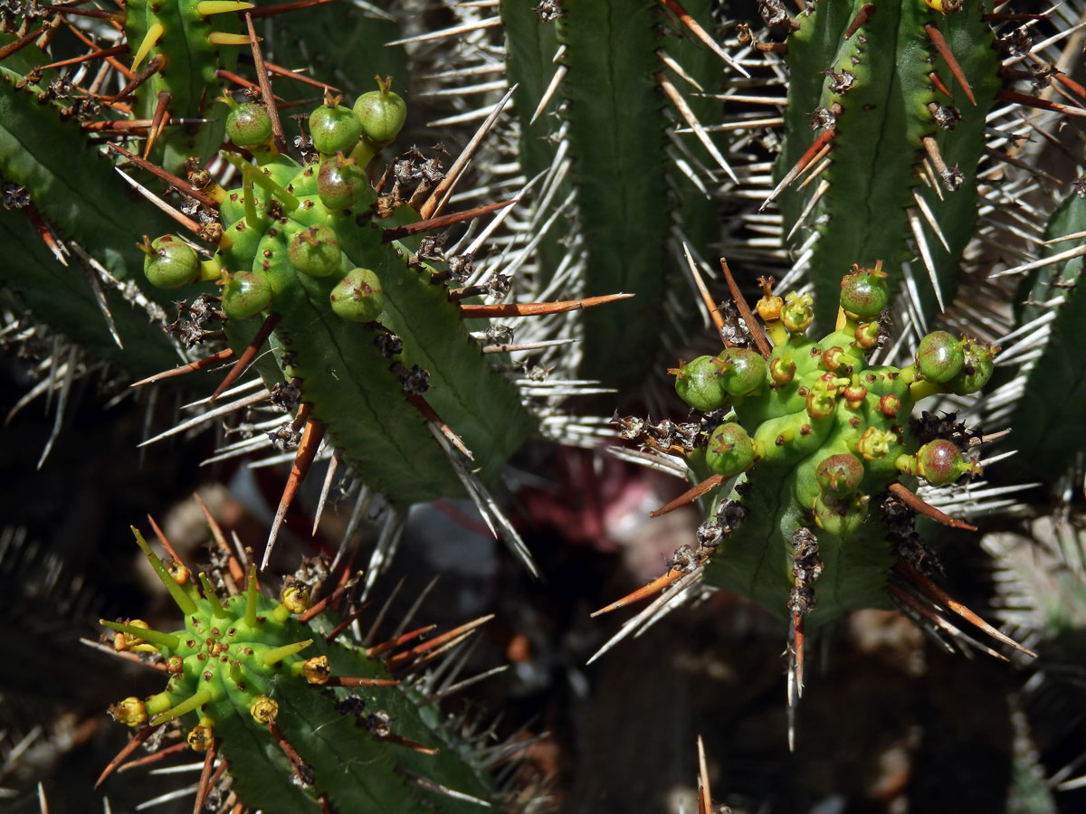 6_Pryšcovité: Pryšec (Euphorbia)