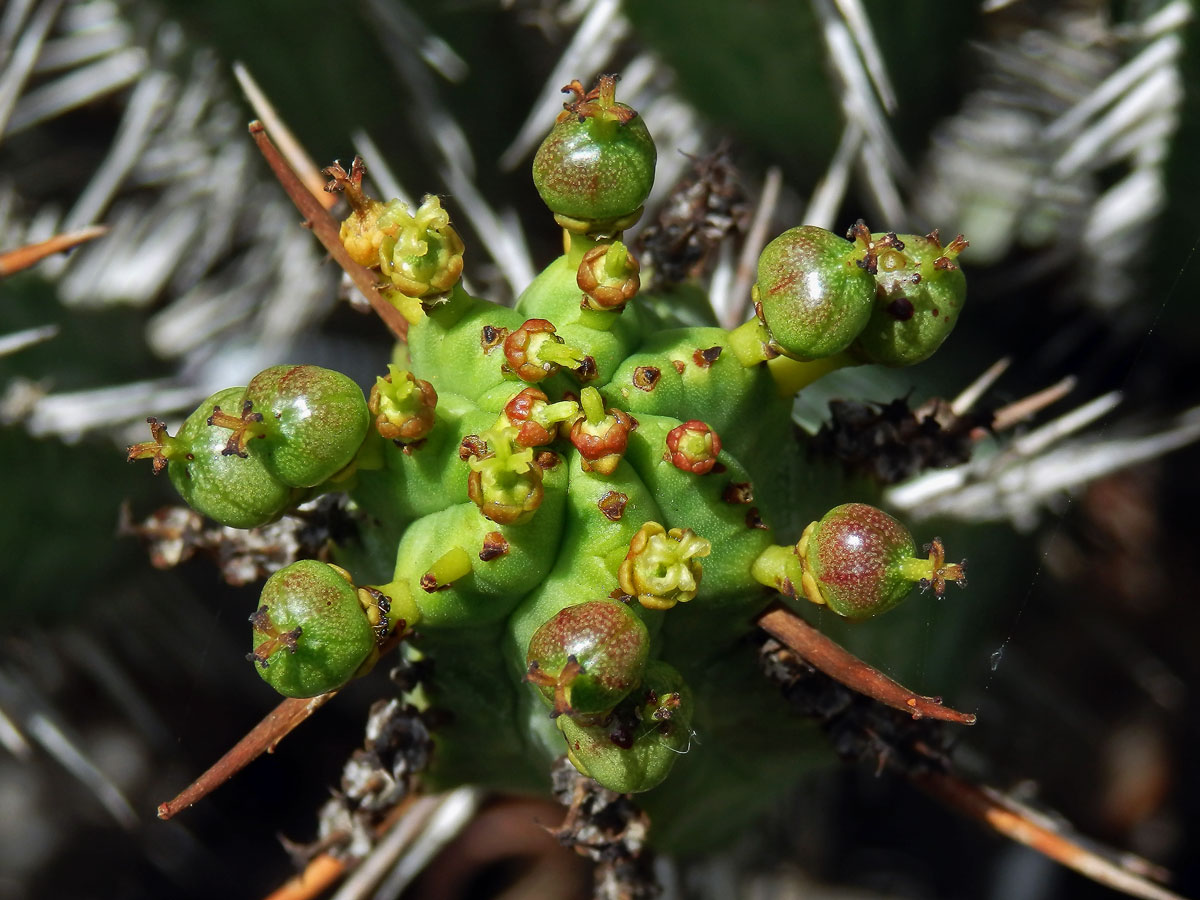 6_Pryšcovité: Pryšec (Euphorbia)