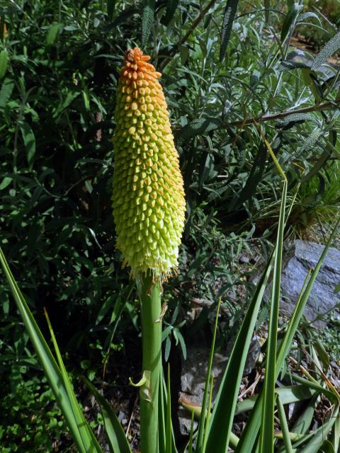 Mnohokvět (Kniphofia northiae Baker)