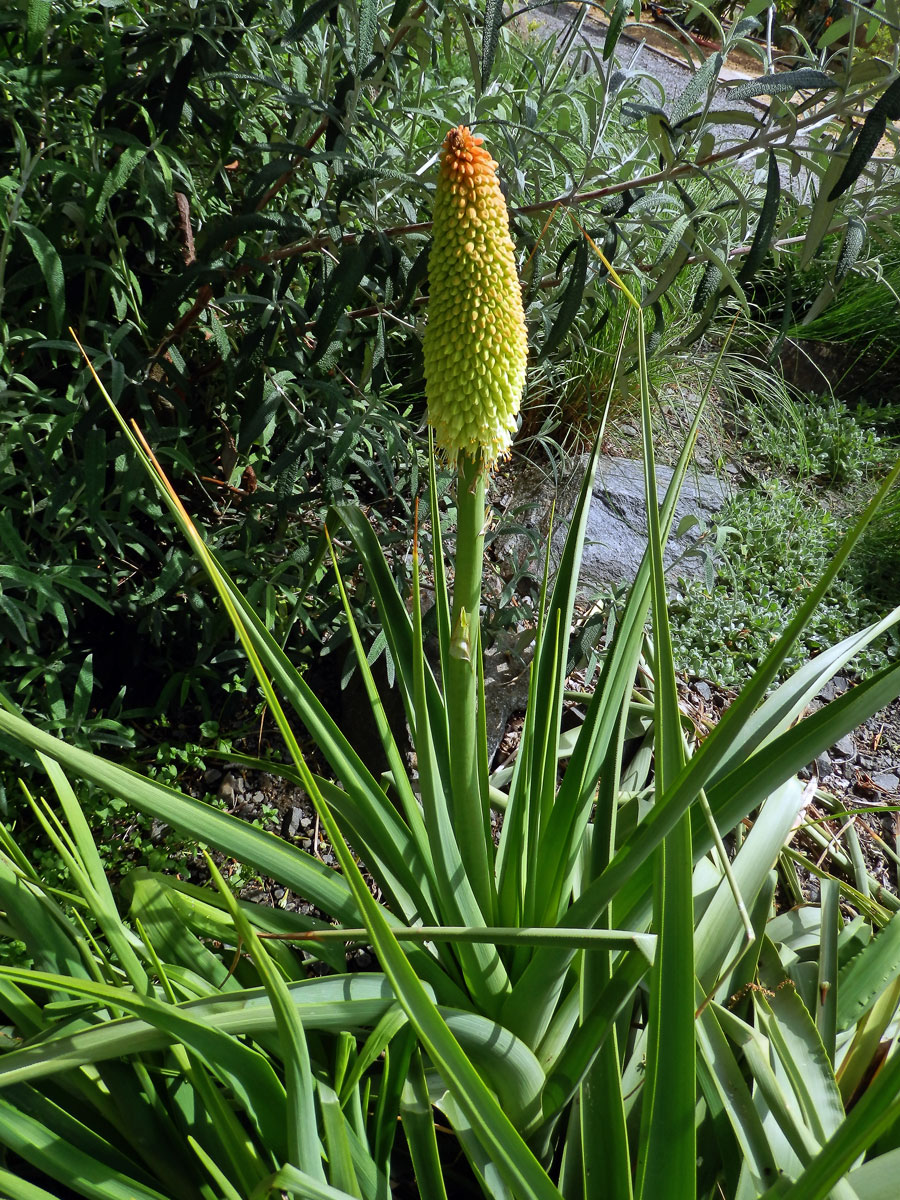 Mnohokvět (Kniphofia northiae Baker)