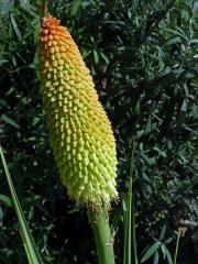 Mnohokvět (Kniphofia northiae Baker)