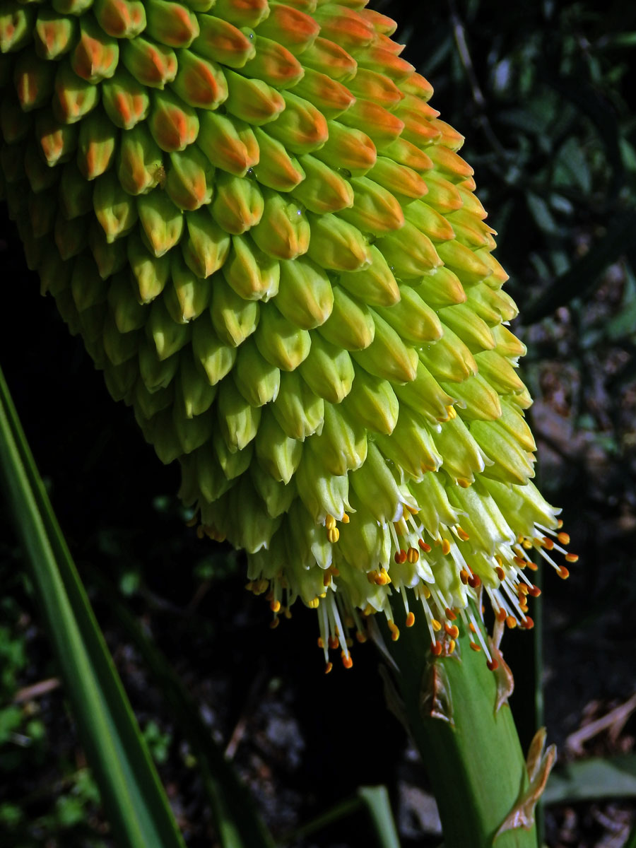 Mnohokvět (Kniphofia northiae Baker)