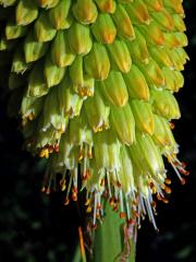 Mnohokvět (Kniphofia northiae Baker)