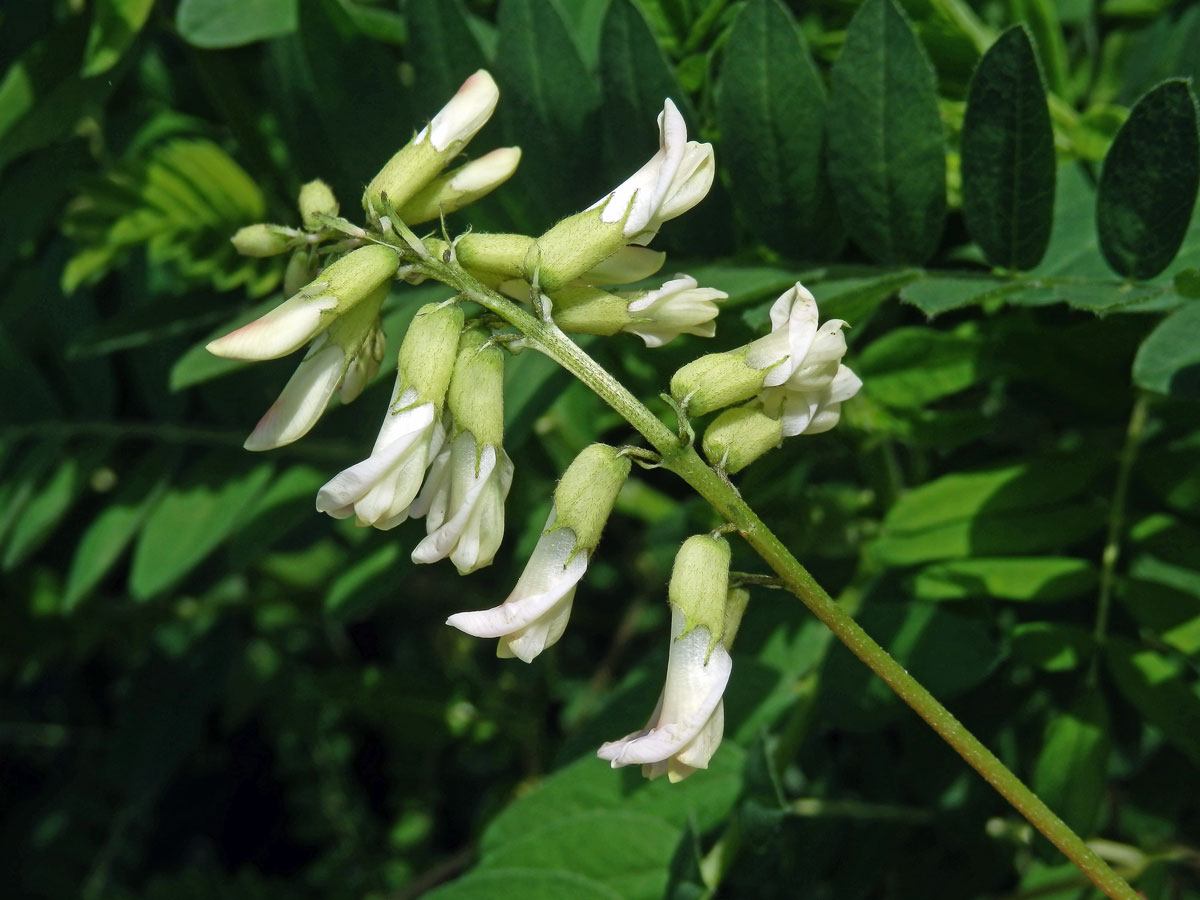 Kozinec blanitý (Astragalus membranaceus Moench)