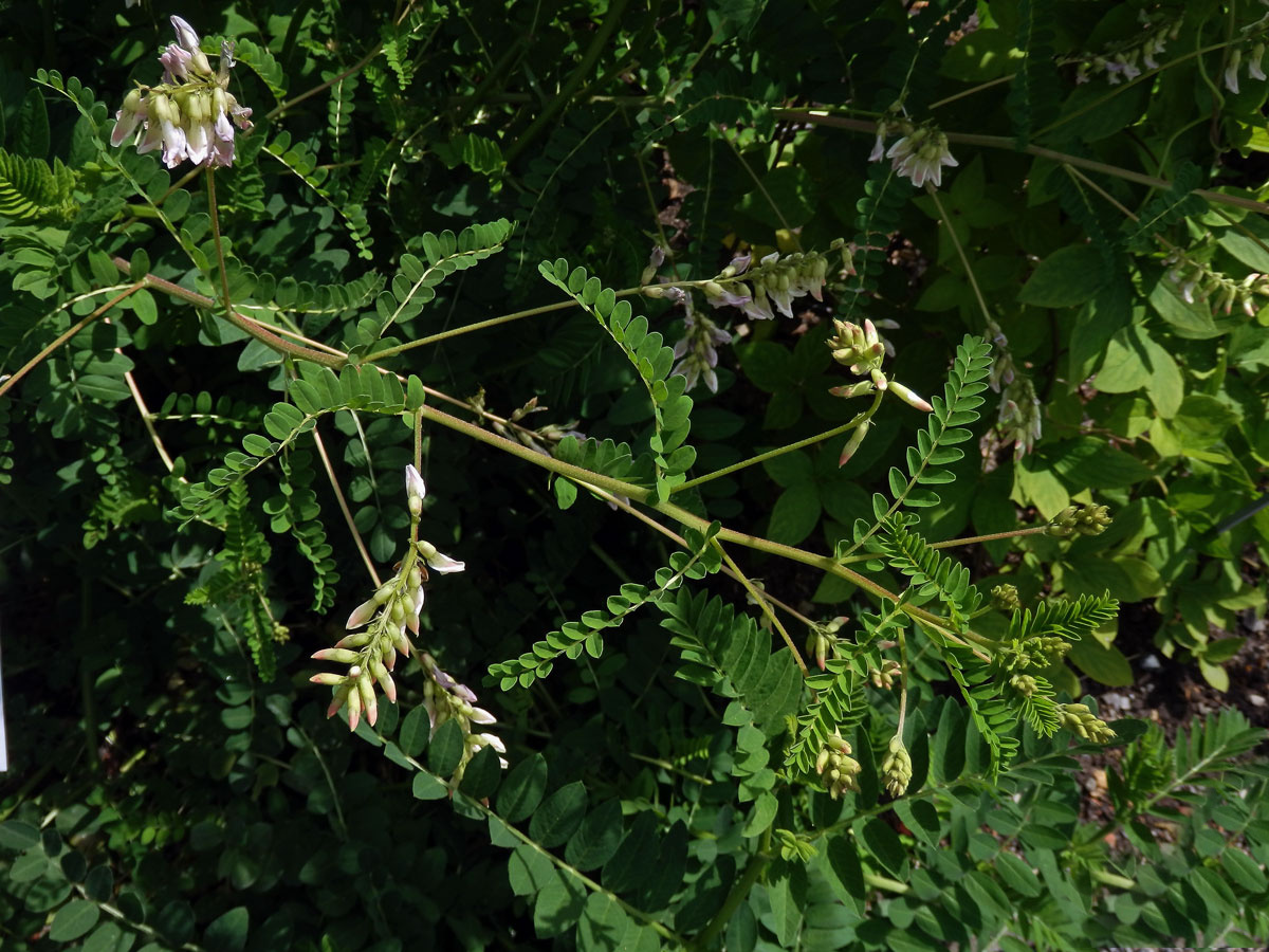 Kozinec blanitý (Astragalus membranaceus Moench)