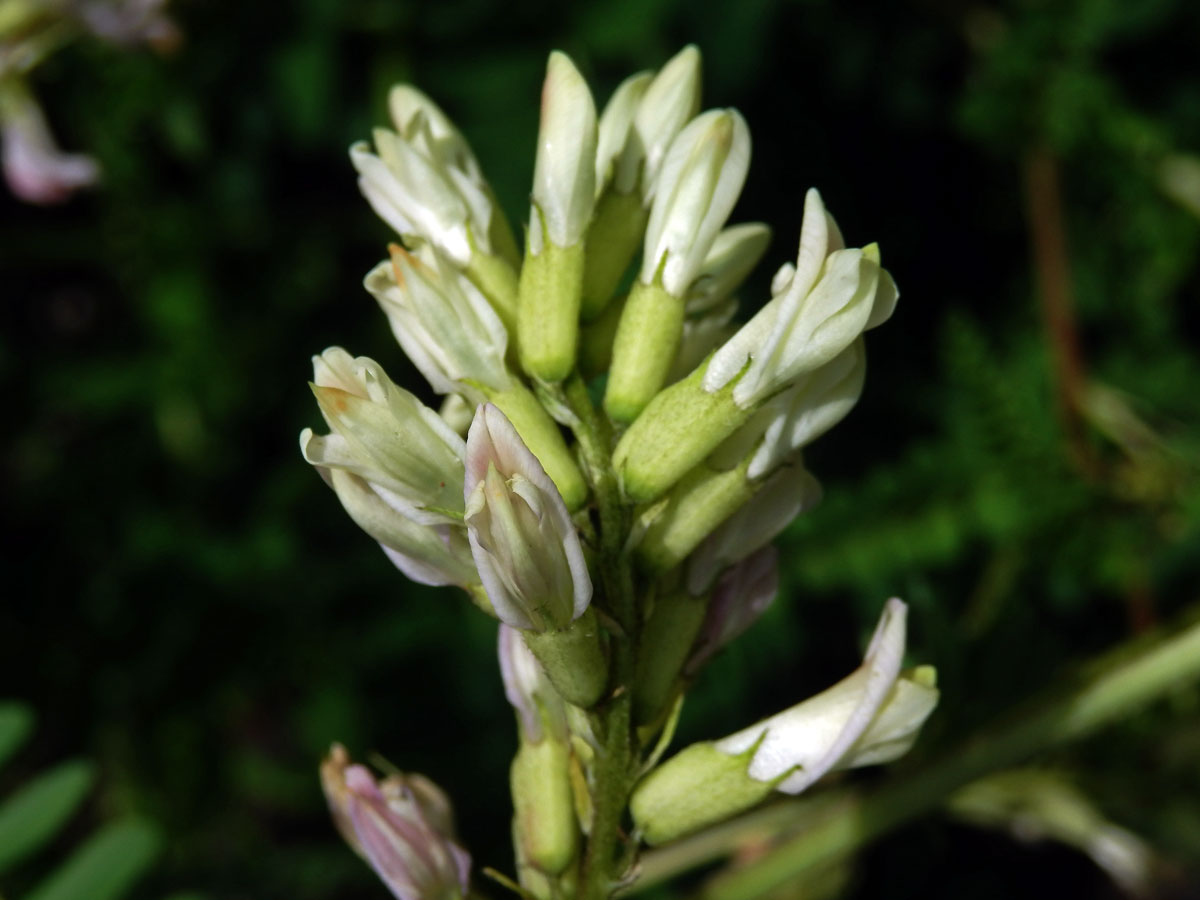 Kozinec blanitý (Astragalus membranaceus Moench)