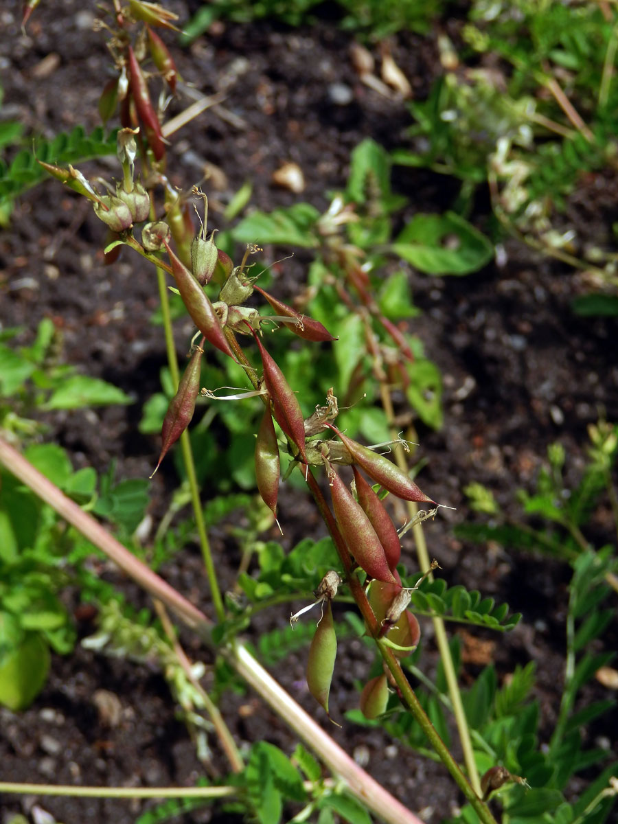 Kozinec blanitý (Astragalus membranaceus Moench)