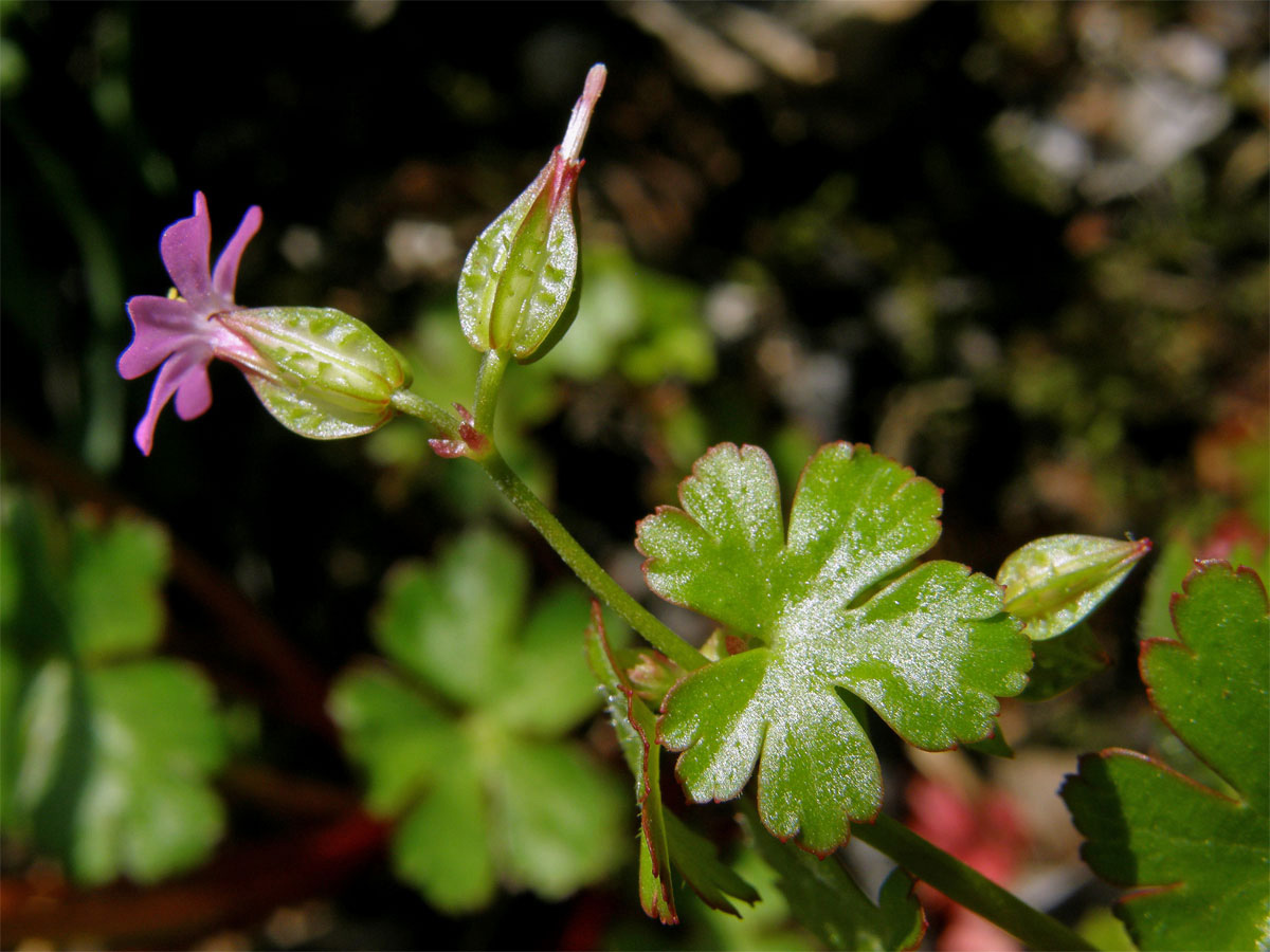 Kakost lesklý (Geranium lucidum L.)