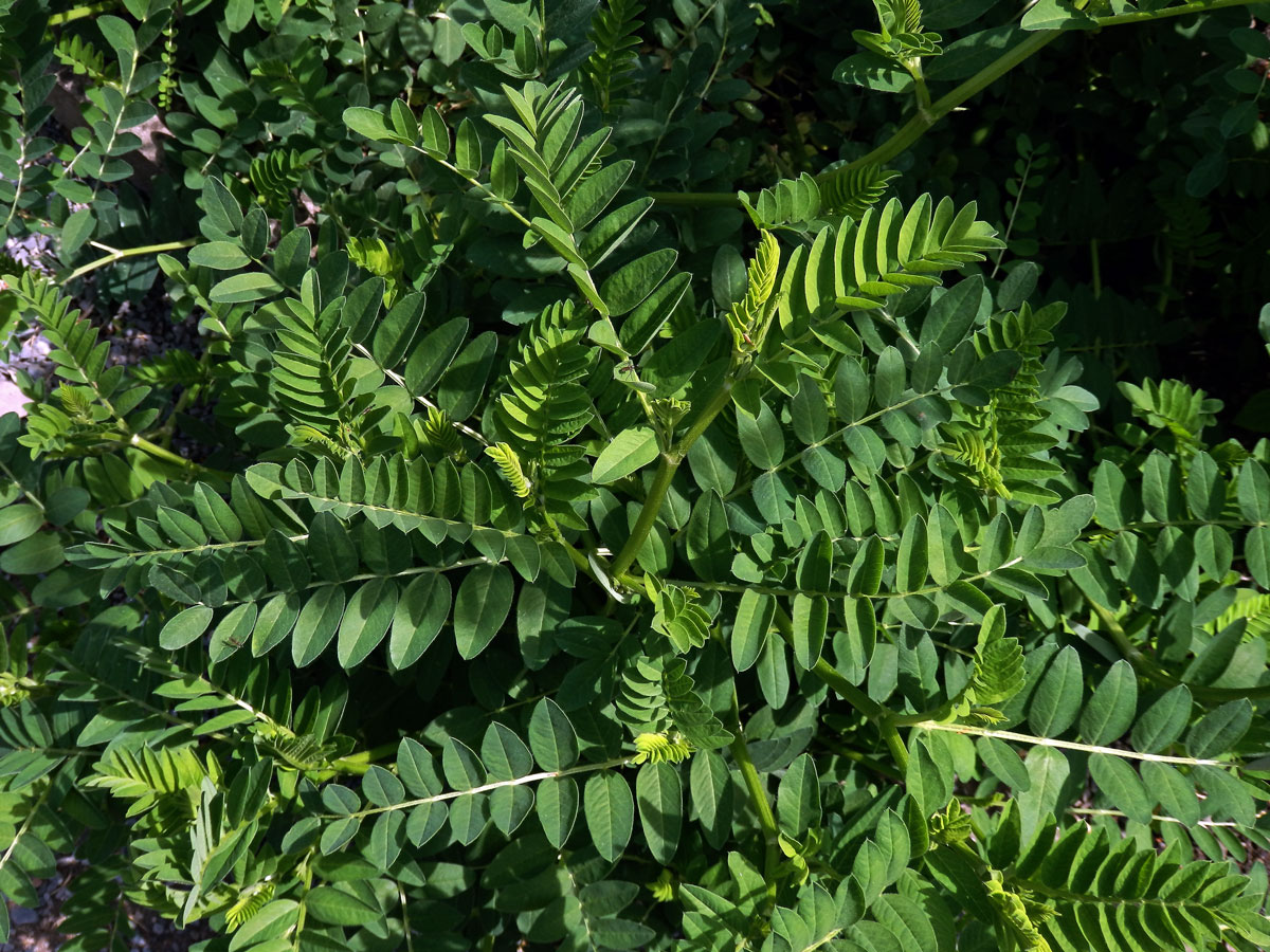 Kozinec blanitý (Astragalus membranaceus Moench)