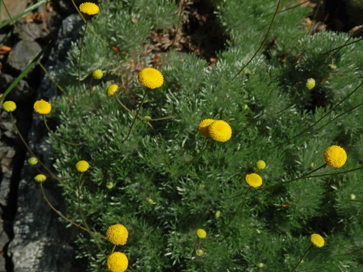 Mechovec (Cotula sericea L. f.)