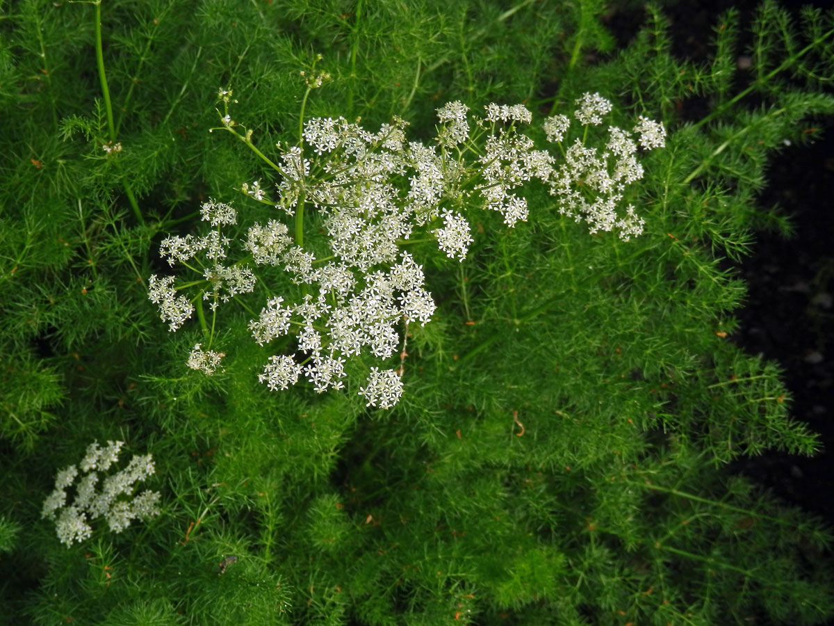 Koprník štětinolistý (Meum athamanticum Jacq.)