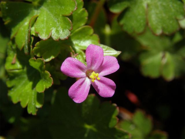 Kakost lesklý (Geranium lucidum L.)