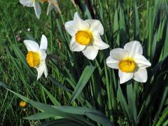 Narcis zkřížený (Narcissus x incomparabilis Mill.)