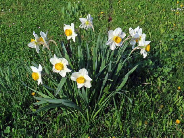 Narcis zkřížený (Narcissus x incomparabilis Mill.)