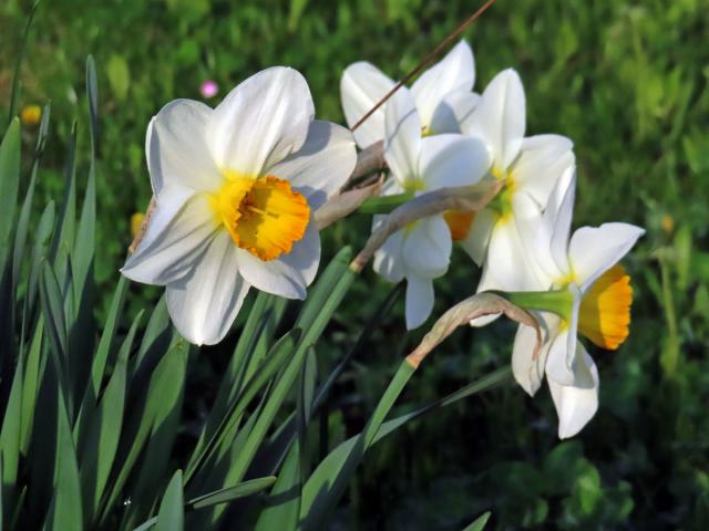 Narcis zkřížený (Narcissus x incomparabilis Mill.)