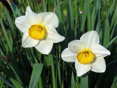 Narcis zkřížený (Narcissus x incomparabilis Mill.)