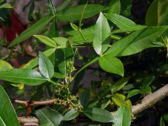 Žlutodřev trnitý (Zanthoxylum armatum DC.)