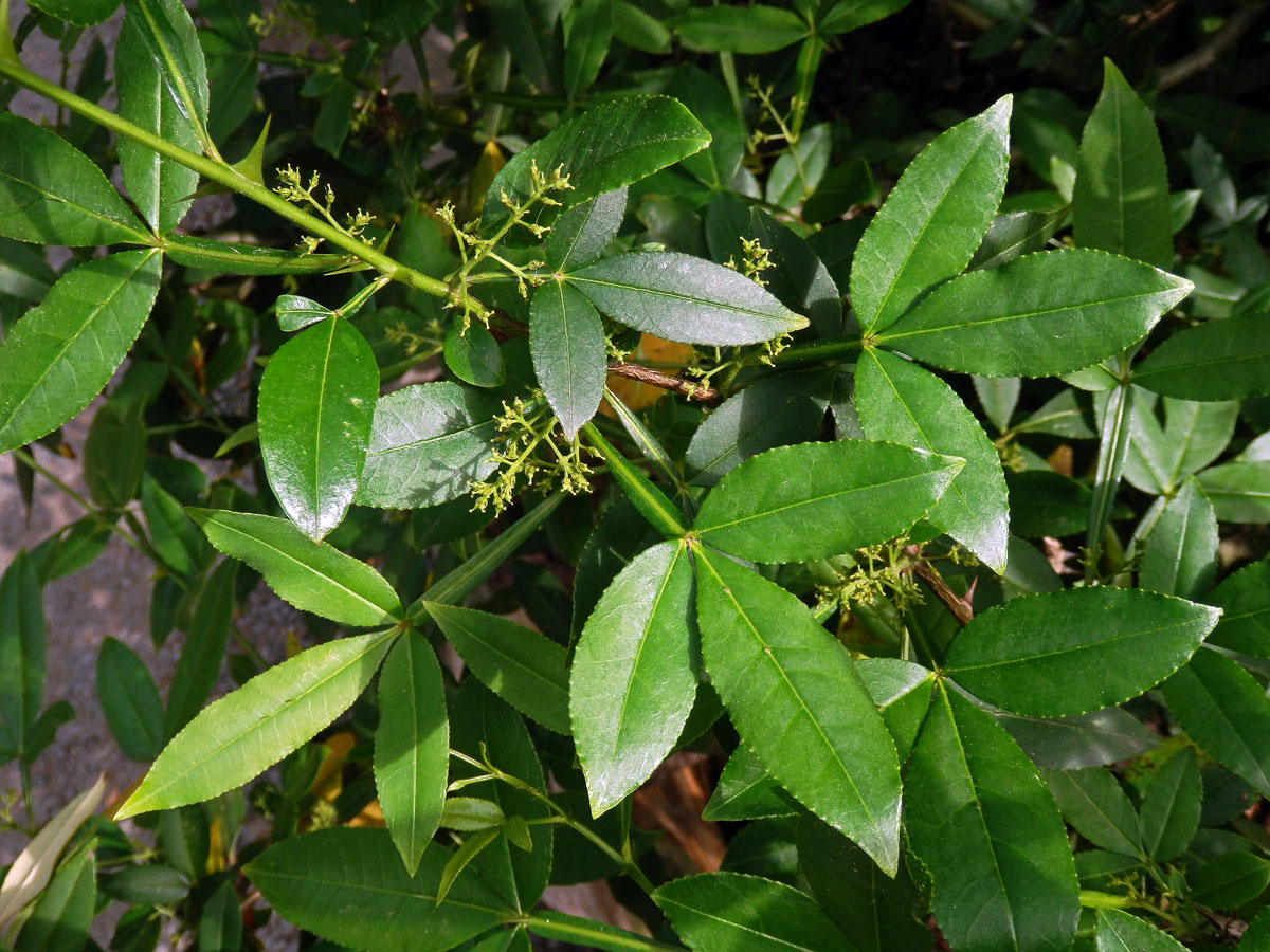 Žlutodřev trnitý (Zanthoxylum armatum DC.)