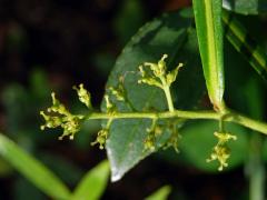 Žlutodřev trnitý (Zanthoxylum armatum DC.)