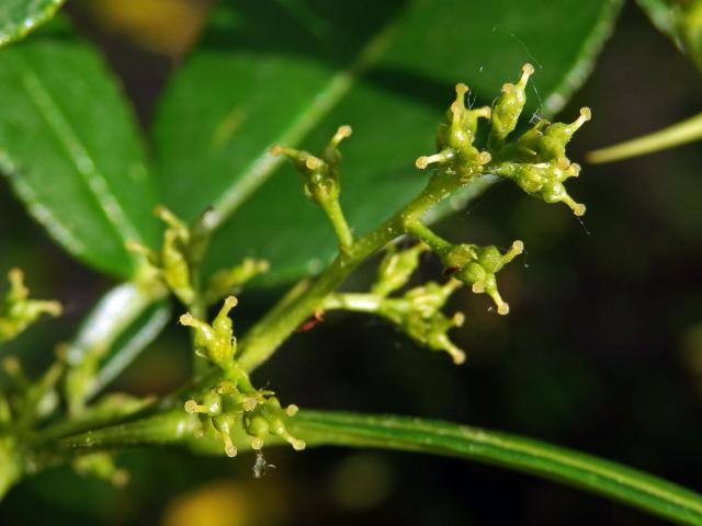 Žlutodřev trnitý (Zanthoxylum armatum DC.)