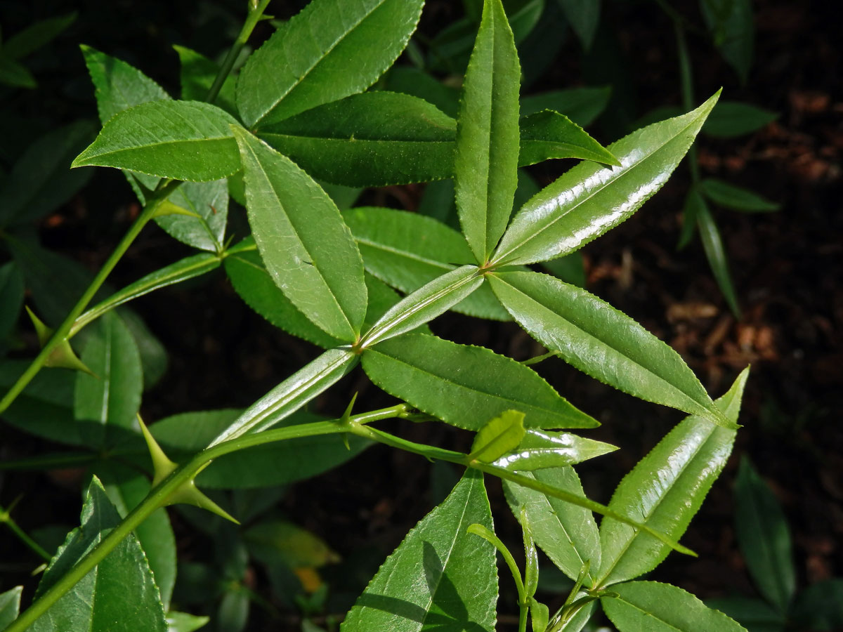 Žlutodřev trnitý (Zanthoxylum armatum DC.)