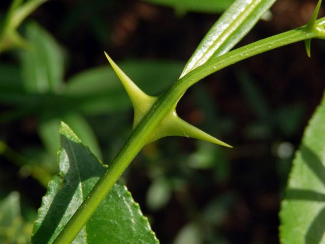 Žlutodřev trnitý (Zanthoxylum armatum DC.)