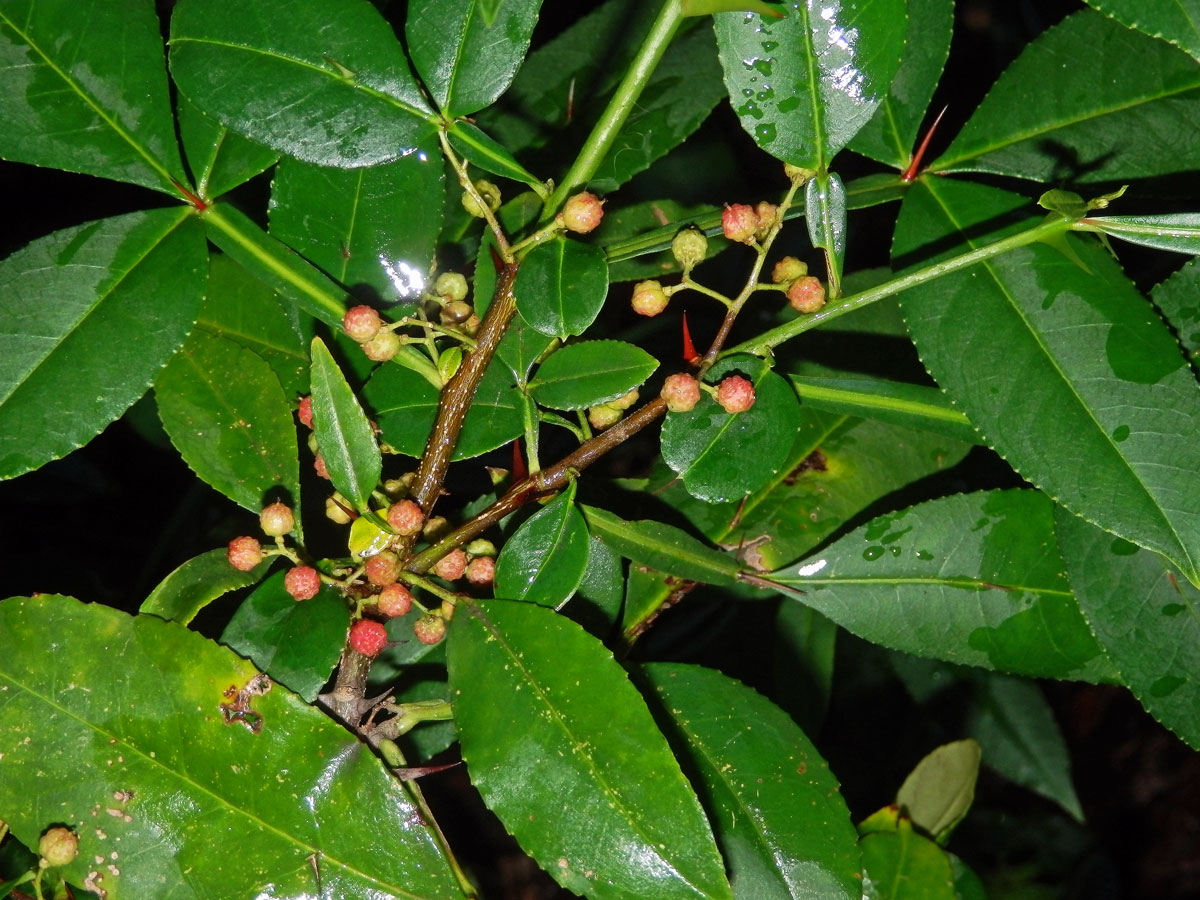 Žlutodřev trnitý (Zanthoxylum armatum DC.)