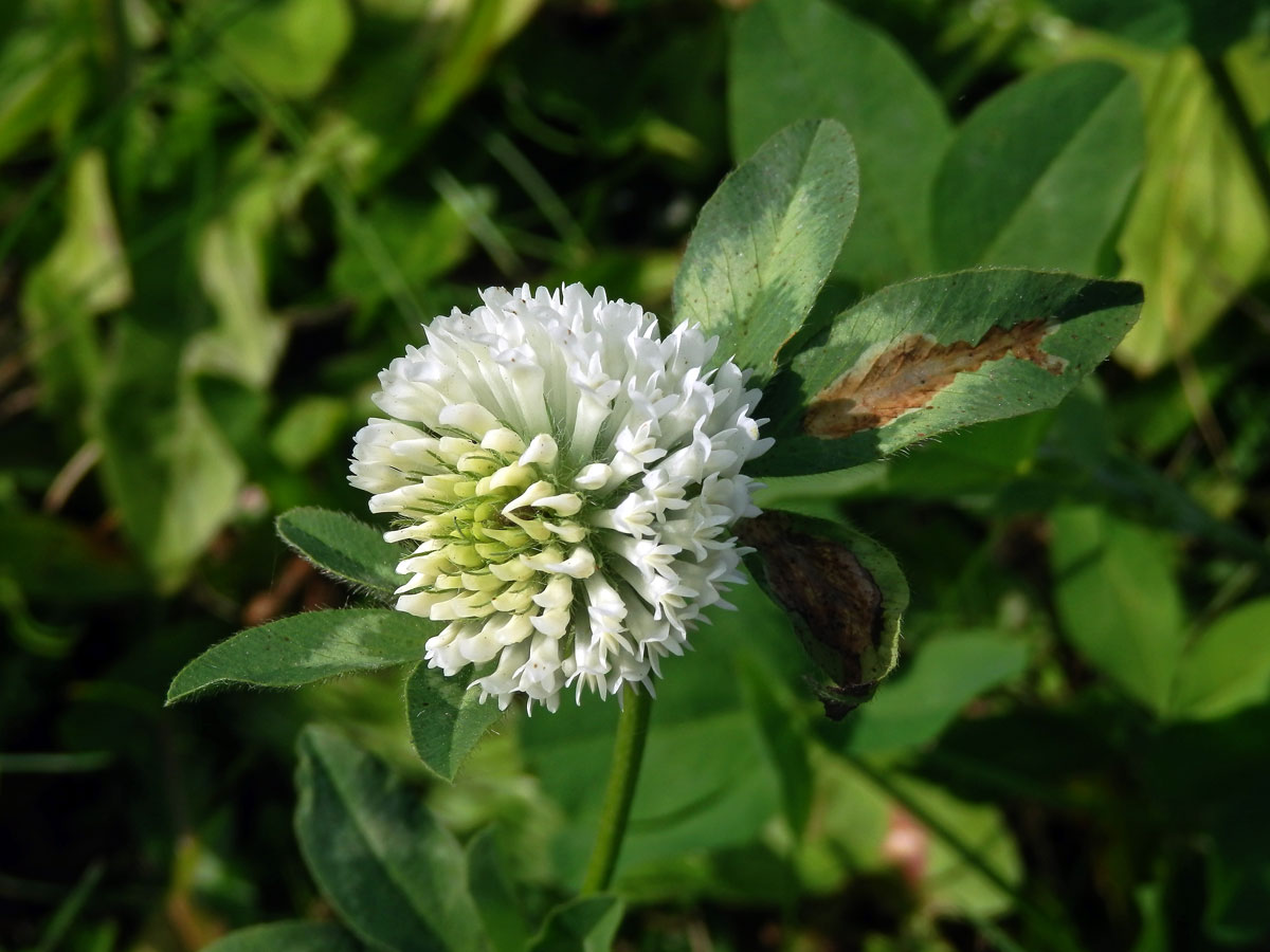 Jetel luční (Trifolium pratense L.) s květy bílé barvy (7a)