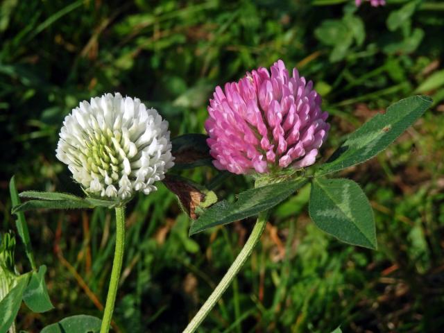 Jetel luční (Trifolium pratense L.) s květy bílé barvy (7b)