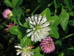 Jetel luční (Trifolium pratense L.) s květy bílé barvy (8b)