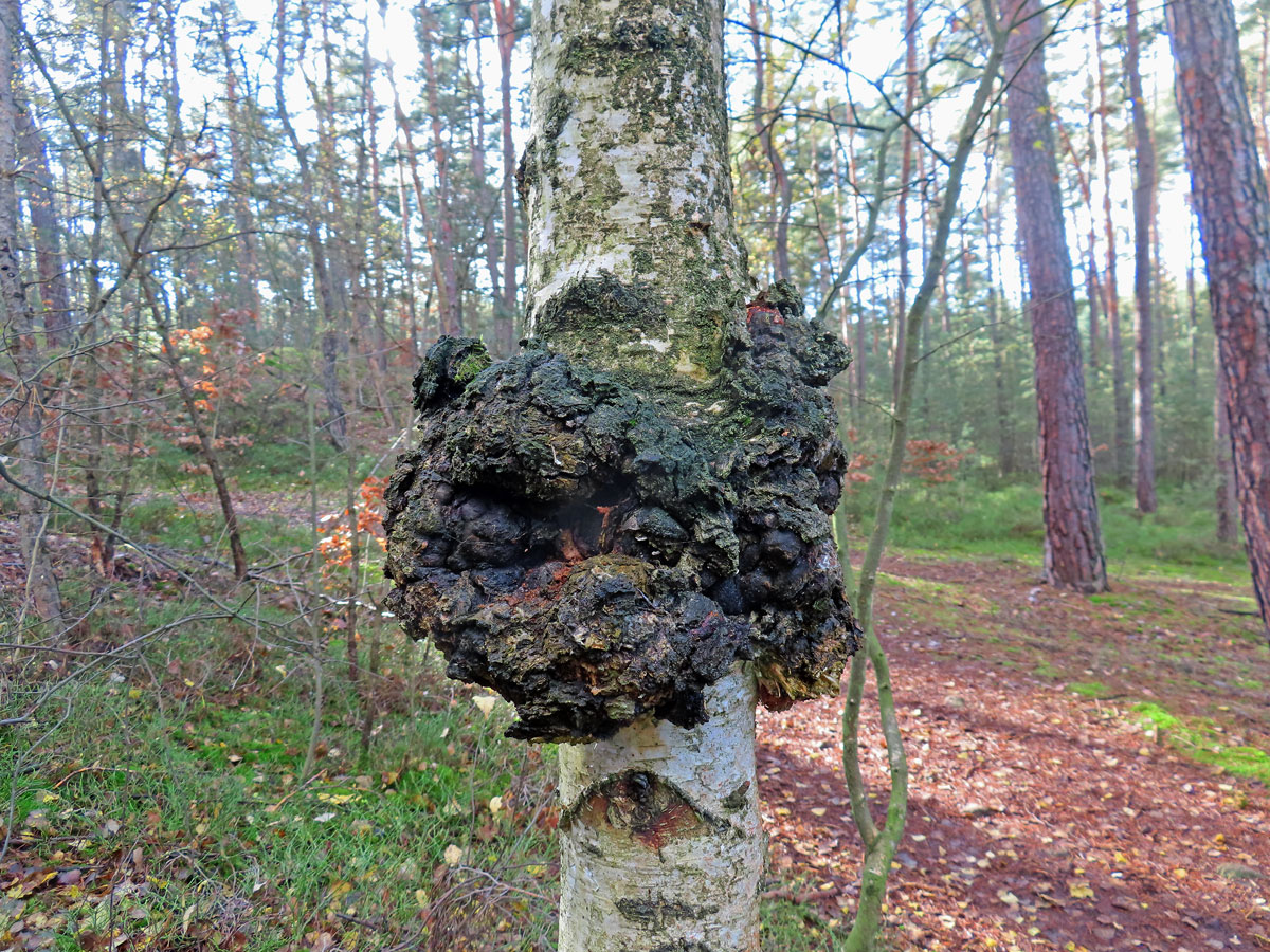 Nádor na bříze bělokoré (Betula pendula Roth) (109)