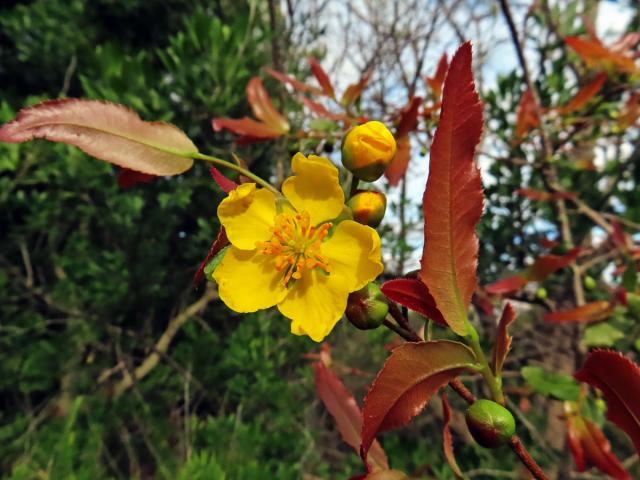 Ochna serrulata (Hochst.) Walp.