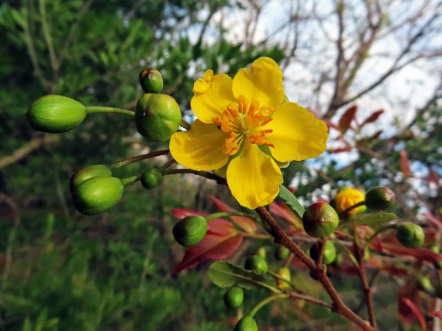 Ochna serrulata (Hochst.) Walp.