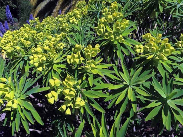 Pryšec (Euphorbia bourgeana J. Gay ex Boiss.)