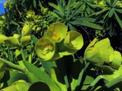 Pryšec (Euphorbia bourgeana J. Gay ex Boiss.)