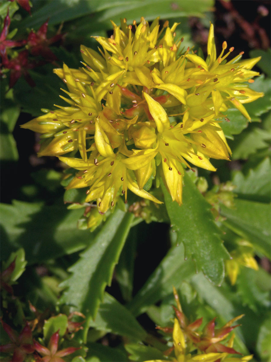 Rozchodník zvrhlý (Sedum hybridum L.)